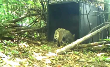 Pisică sălbatică, surprinsă de o cameră de monitorizare într-o pădure din Bacău