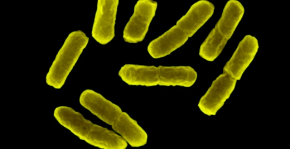 Bacteriile care transforma zaharul in plastic
