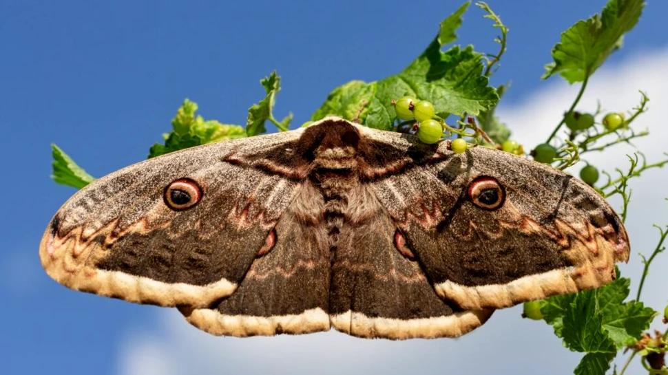 Iluminatul artificial nocturn suprimă activitatea moliilor