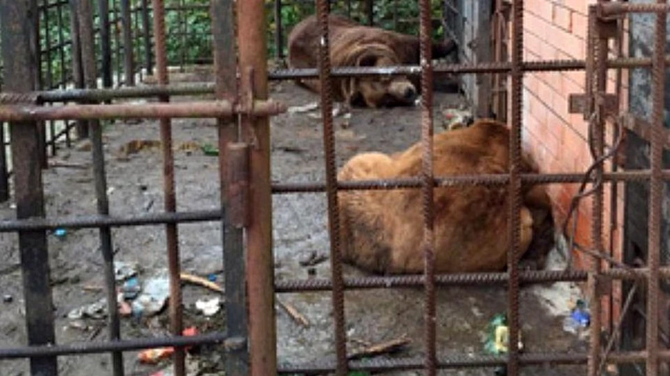 Doi urşi din Rusia, trimişi la dezalcoolizare în România – VIDEO