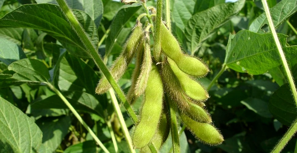 Anunţul ministrului Agriculturii despre organisme modificate genetic: „De ce nu cultivi, dacă mănânci?”