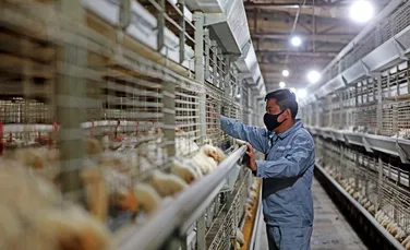 Alertă din cauza înmulțirii cazurilor de gripă aviară la om, în China
