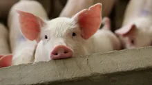 Grăsimea de porc folosită drept combustibil „verde” face mai mult rău decât bine