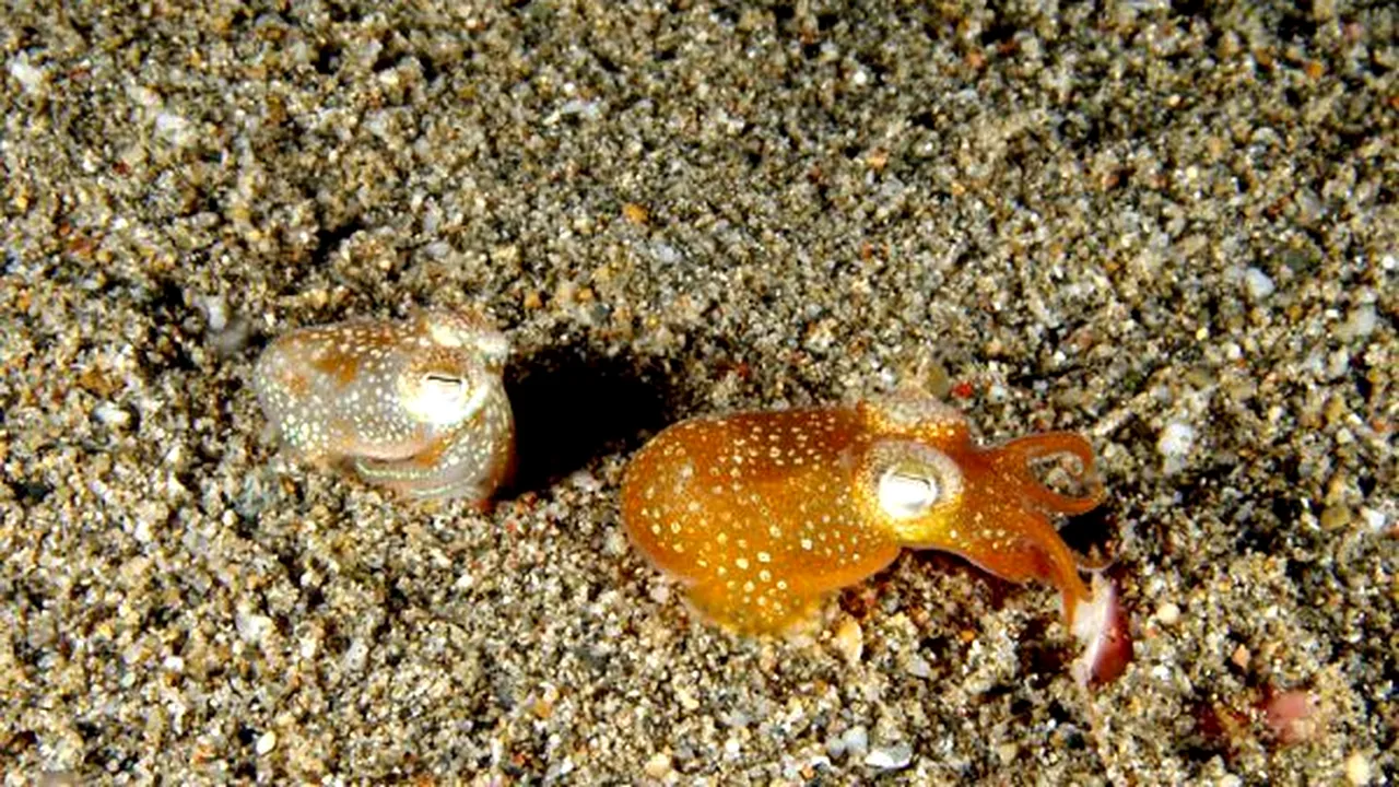 1-euprymna-scolopes 