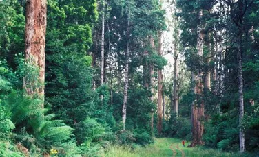 Padurile Australiei absorb cel mai mult carbon