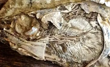 Oamenii de ştiinţă au descoperit prima INIMĂ fosilizată într-un animal preistoric – FOTO