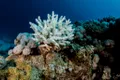 Marea Barieră de Corali, lovită de al șaselea eveniment de albire în masă