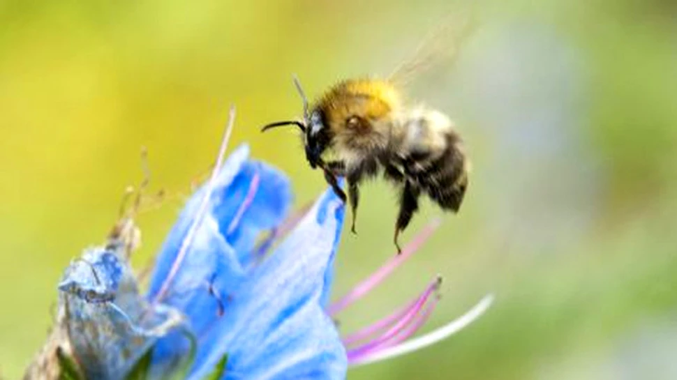 Albinele sunt mai inteligente decat super-calculatoarele