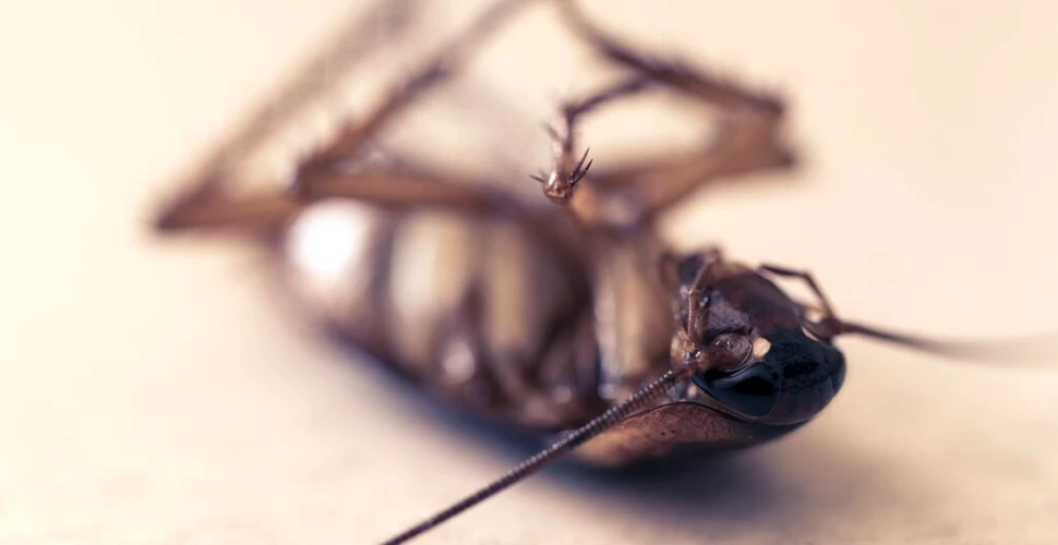 Cercetătorii au construit un robot care ucide gândacii cu un laser foarte puternic