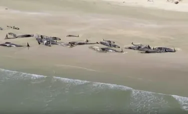 Un grup de 145 de balene a eşuat pe o plajă din Noua Zeelandă