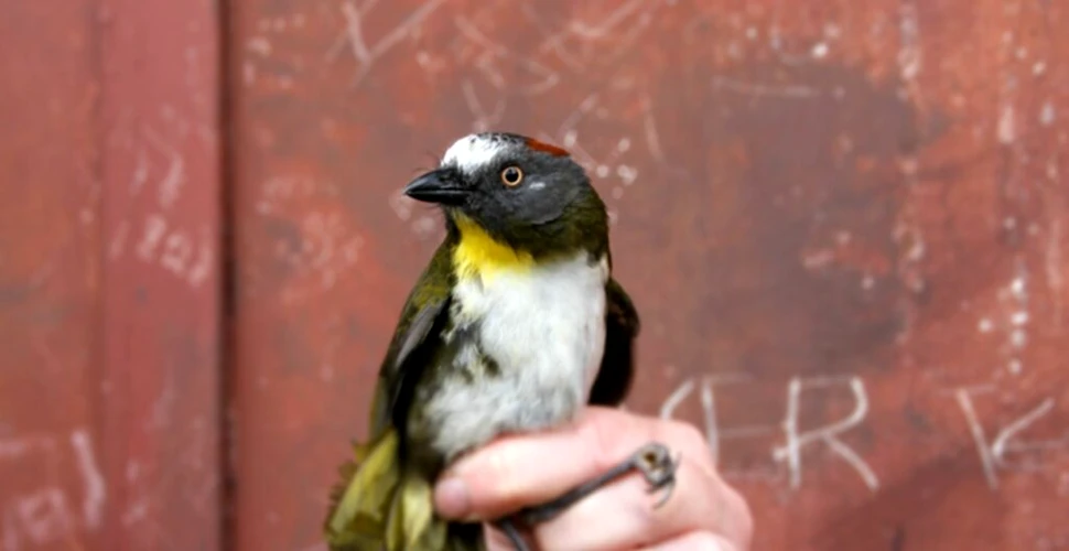 Păsările înarmate cu cele mai puternice neurotoxine din lume