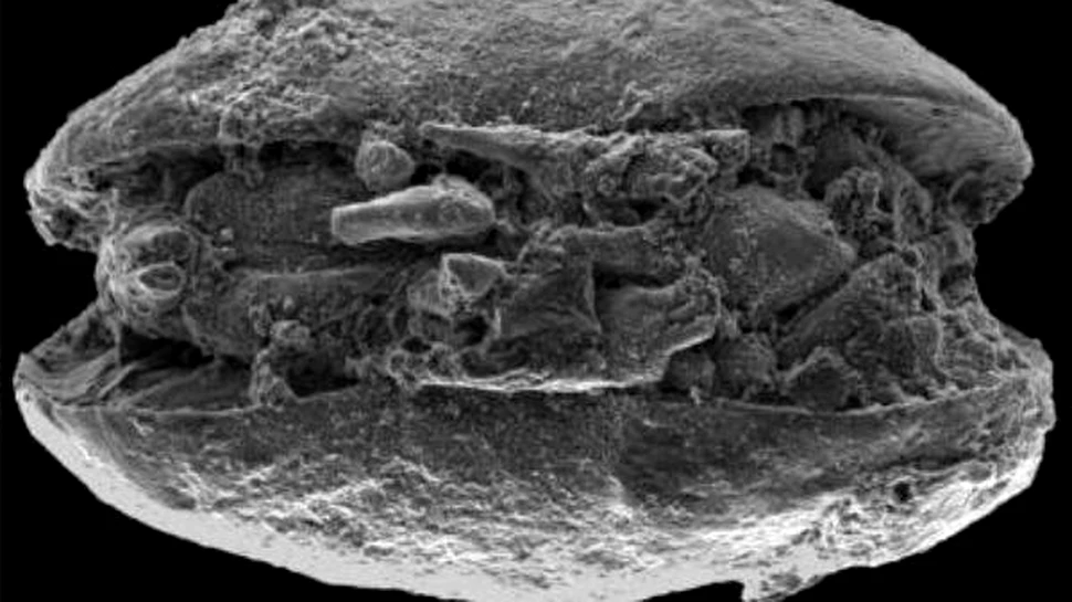 In trecut, a existat tundra in Antarctica