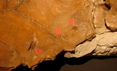 O fosila rara ofera noi indicii despre evolutia umana