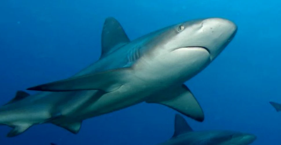 O treime din speciile de rechini sunt în pericol de extincţie
