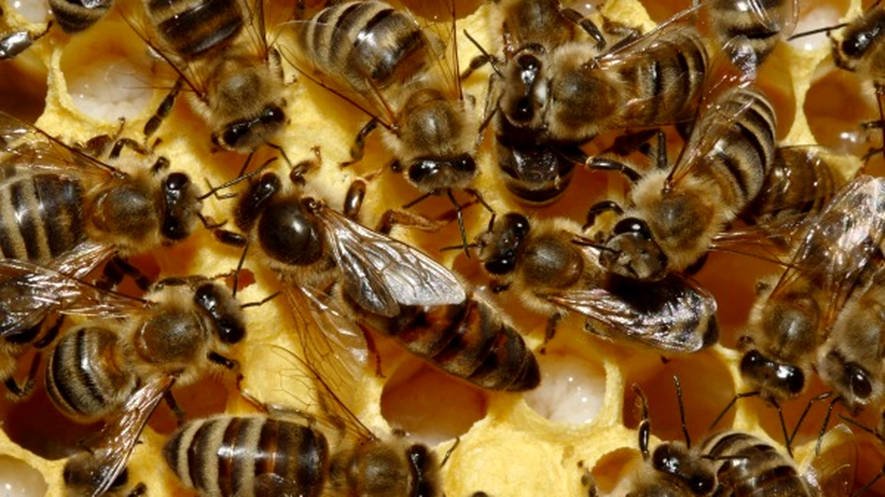 Operatiunea „Albine sanatoase”