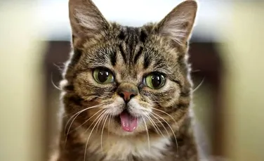 Lil Bub, pisica admirată de milioane de oameni, a murit
