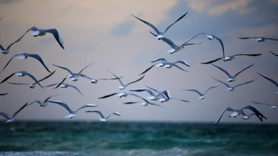 Numărătoare în premieră. Câte păsări sălbatice au mai rămas pe Pământ?