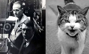 Telefonul-pisică: În 1929 doi cercetători americani au creat un telefon funcţional dintr-o pisică