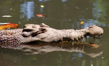O nouă specie de crocodil a fost identificată. Specimenele adulte măsoară trei metri în lungime