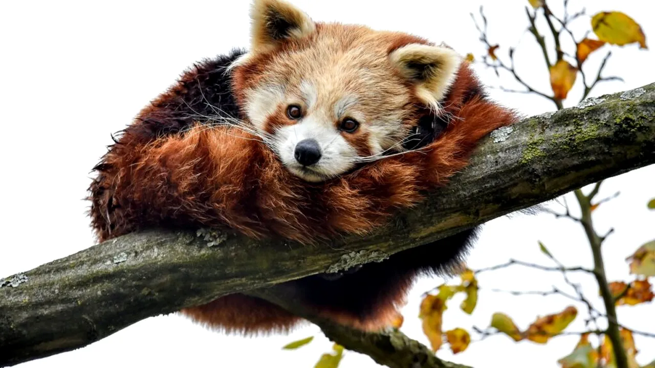 pui de panda roșu 