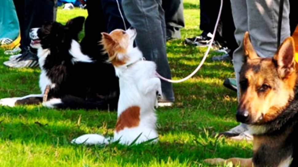 Momo – cel mai mic caine politist