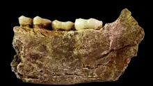 Toate scheletele de Homo Naledi găsite vreodată sunt de sex feminin. Ce indică acest lucru?