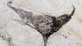 Un sit fosilifer din China dezvăluie o multitudine de creaturi complexe care au trăit înainte de explozia cambriană