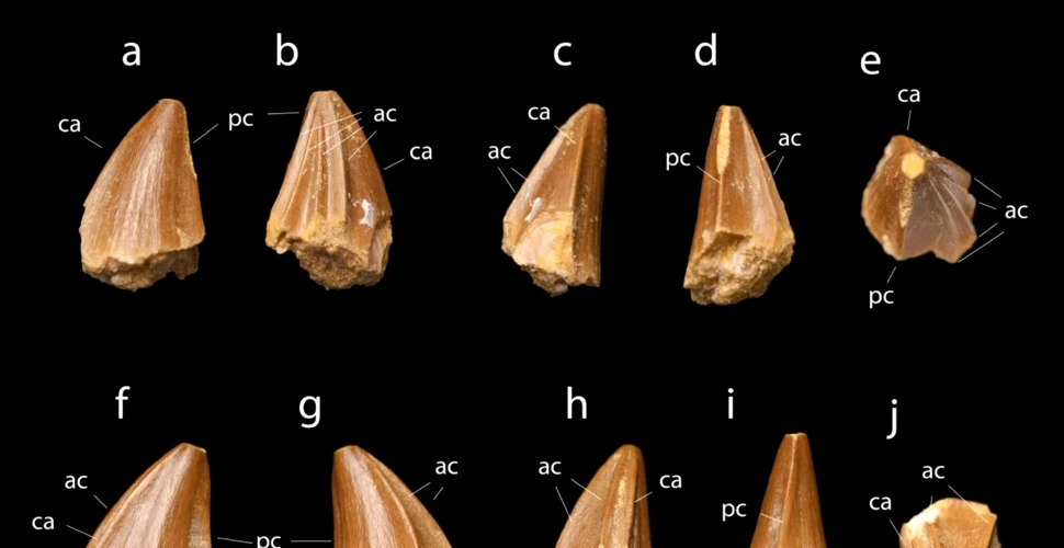 Fosile de Mosasaurus cu dinți bizari „ca niște șurubelnițe”, găsite în Maroc