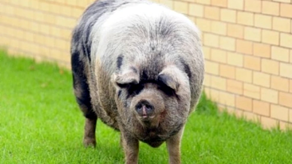 Operaţie estetică pentru un porc?
