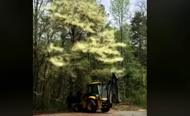 VIDEO ”Un nor uriaş” a apărut dintr-un pin după ce arborele a fost împins cu un buldoexcavator