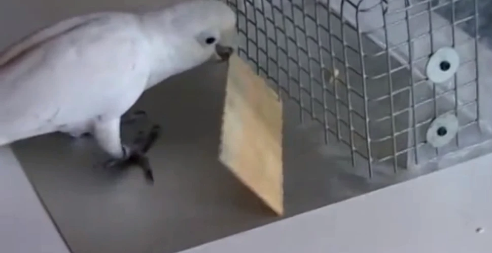 Papagalii ştiu să folosească unelte şi învaţă unii de la alţii diferite trucuri (VIDEO)