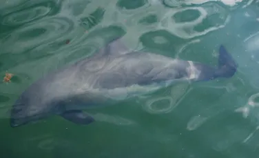 Traficul naval din China omoară din ce în ce mai mulţi delfini de apă dulce, o specie rară