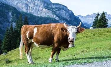 Descoperire ”fără precedent şi alarmantă” în stomacul unei vaci: peste 50 de kilograme de plastic