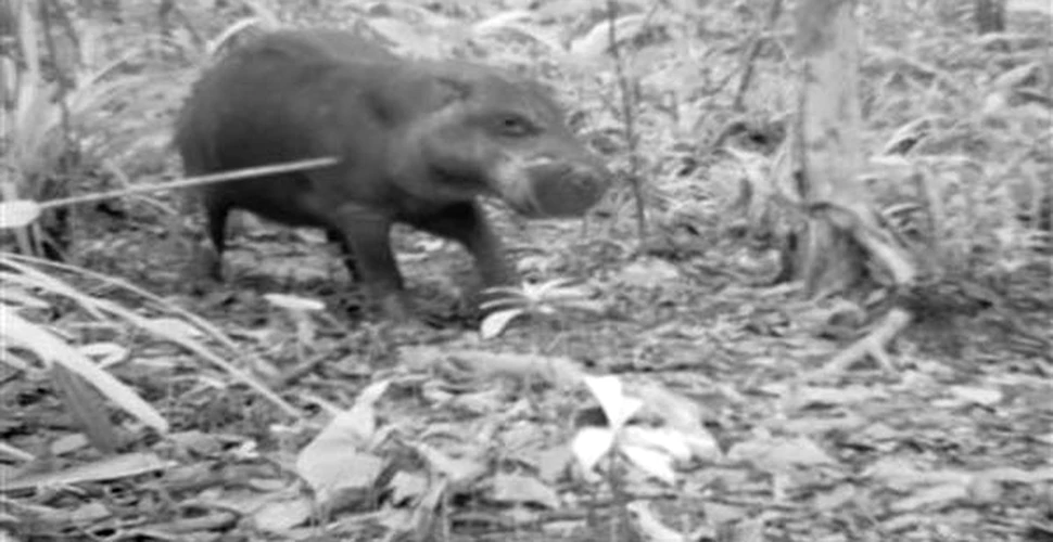 Hipopotamul pitic din Liberia a supravietuit razboiului
