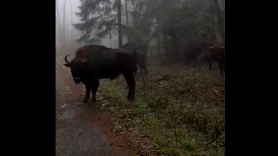 Imagini spectaculoase cu o turmă de zimbri din Parcul Natural Vânători Neamț
