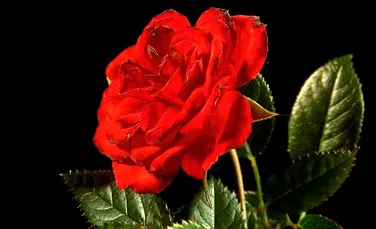 Trandafirii sunt rosii pentru a respinge, nu pentru a atrage