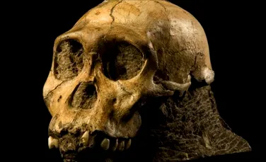 Fosilele a două creaturi umanoide descoperite recent ne-ar putea schimba viziunea asupra originii omului