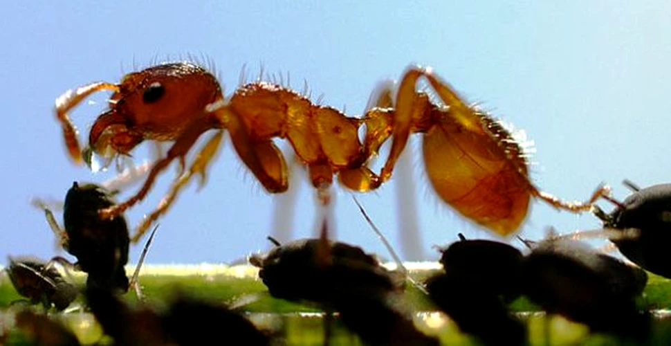 O noua generatie de programe anti-virus, inspirate din viata furnicilor