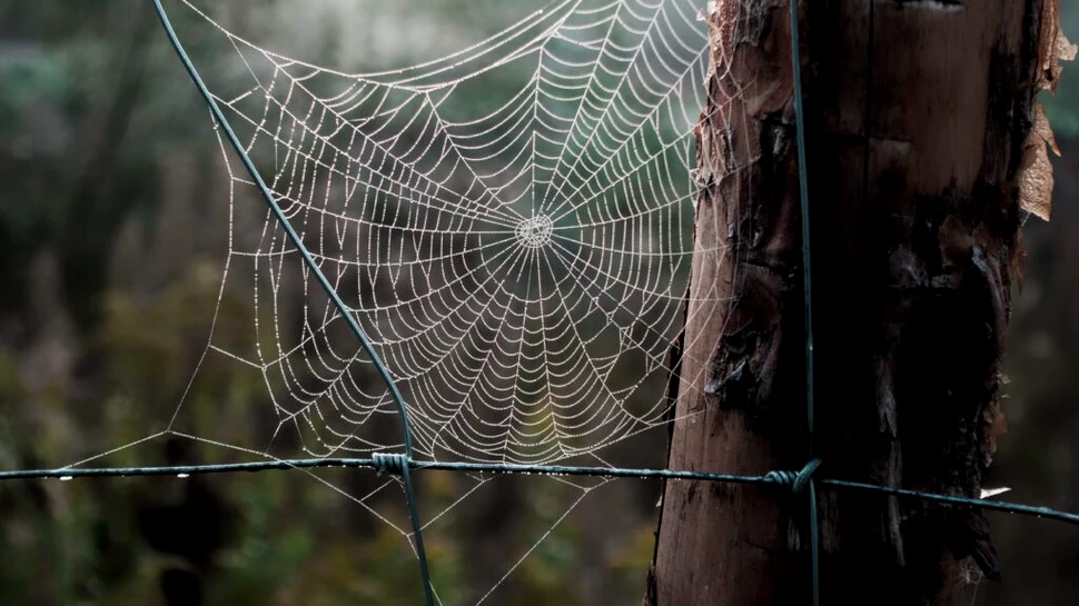 Cercetătorii au aflat de ce mătasea și pânza de păianjen sunt atât de rezistente și flexibile