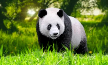 Test de cultură generală. Cui aparțin toți urșii panda din lume?