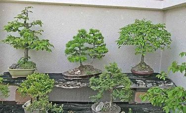 Afacerile cu bonsai distrug ecosistemele din Vietnam