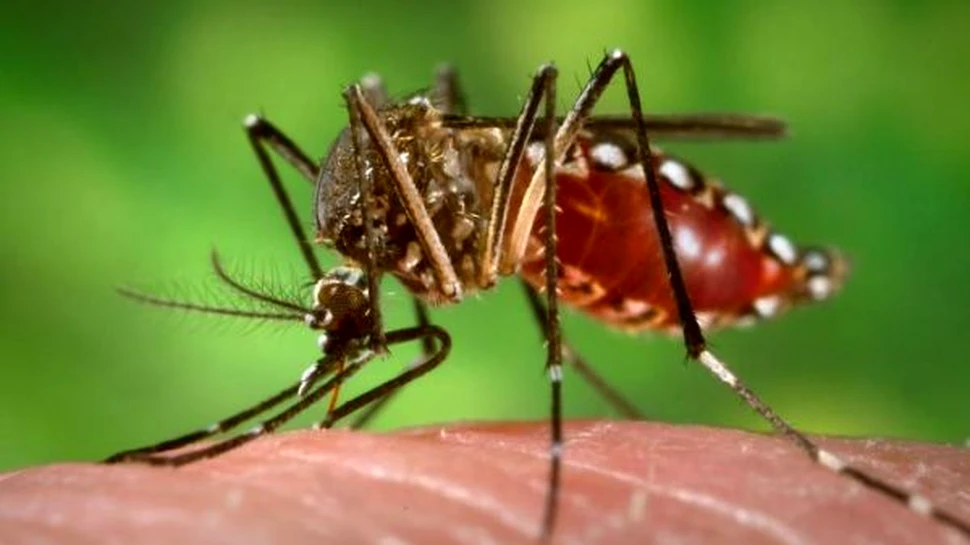 Malaezia foloseşte ţânţari modificaţi genetic pentru a stârpi febra Dengue