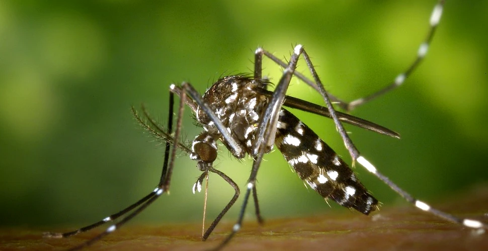 Cum poţi ţine ţânţarii la distanţă fără să foloseşti insecticide