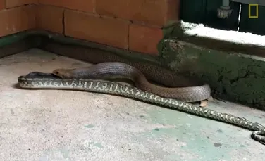 Un şarpe veninos înghite un întreg piton de aceeaşi dimensiune – VIDEO