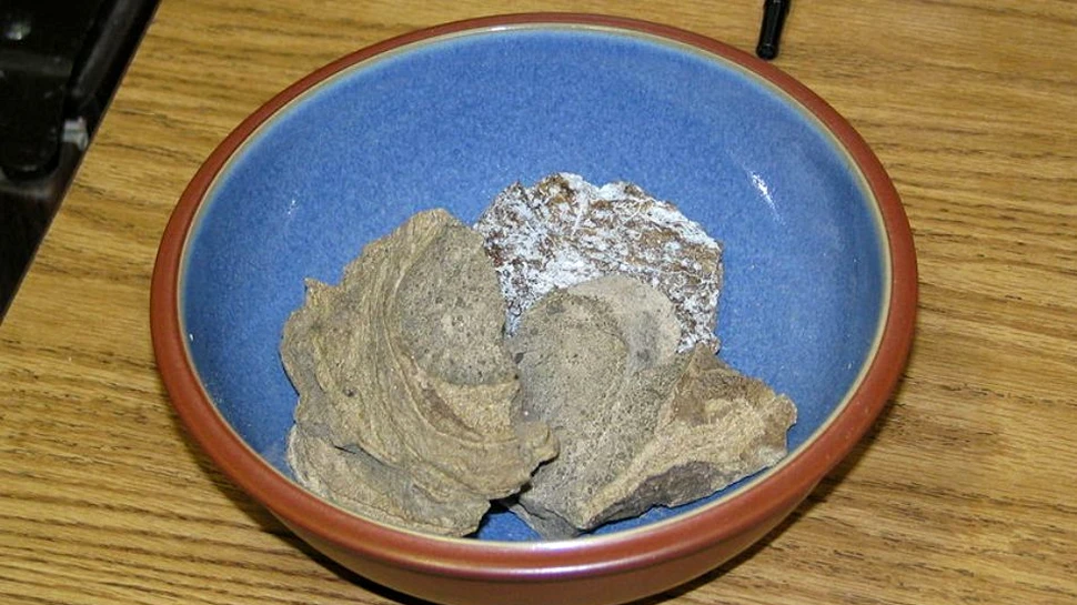 Ambra cenuşie produsă de caşaloţi va putea fi înlocuită cu un produs pe bază de plante