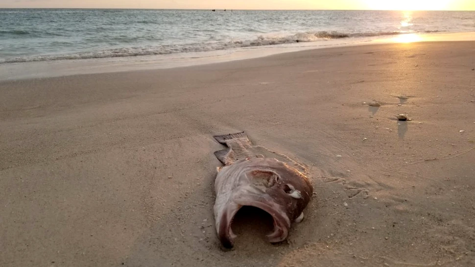 Oceanul pierde oxigen de cinci decenii, iar tot mai multe „zone moarte” vor continua să apară