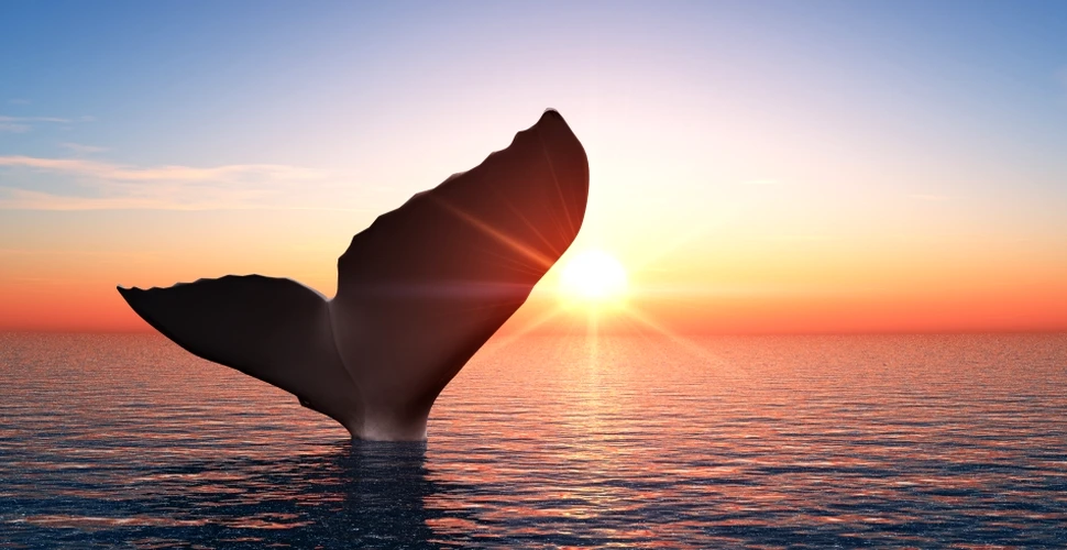 Record de scufundare. O balenă a coborât la aproape 3 kilometri sub apă, adâncime care ar fi strivit un om