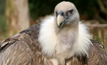 Situatia vulturilor din India s-a agravat