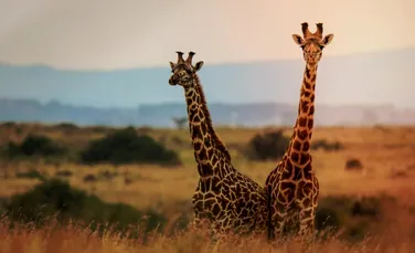 Exista nu una, ci patru specii diferite de girafe. Cum au confirmat cercetătorii descoperirea?