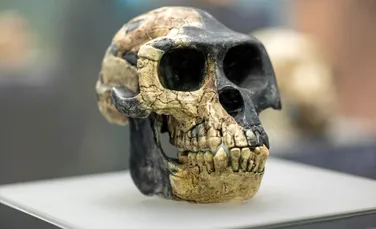 Neanderthalienii ar putea fi „vinovați” pentru sensibilitatea la durere